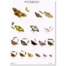 Poster Schmetterlinge 1