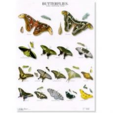 Poster Schmetterlinge 3