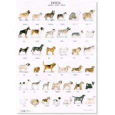 Poster Hunde 2