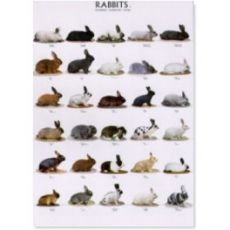 Poster Kaninchen 2