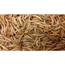 Mehlwürmer lebend 1 kg