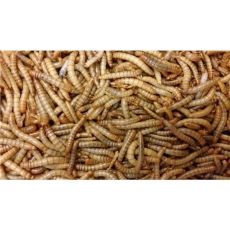 Mehlwürmer lebend 100g