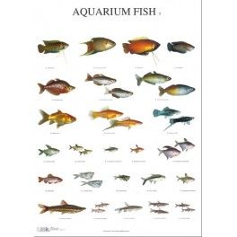 Poster Aquarium Fisch 3