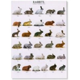 Poster Kaninchen 1