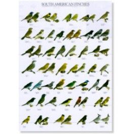 Poster Süd Amerikanische Finken