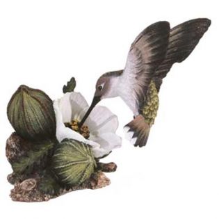 Costa Kolibri Calypte costae